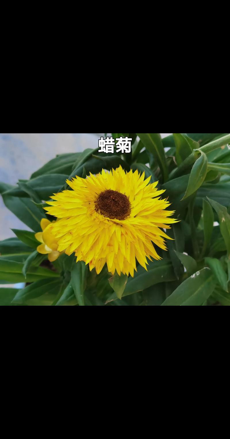 永恒之花