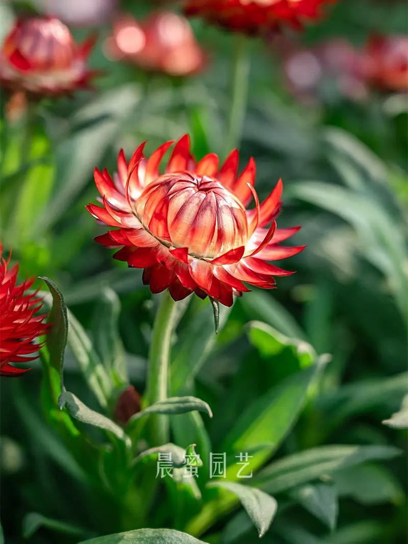 永恒之花
