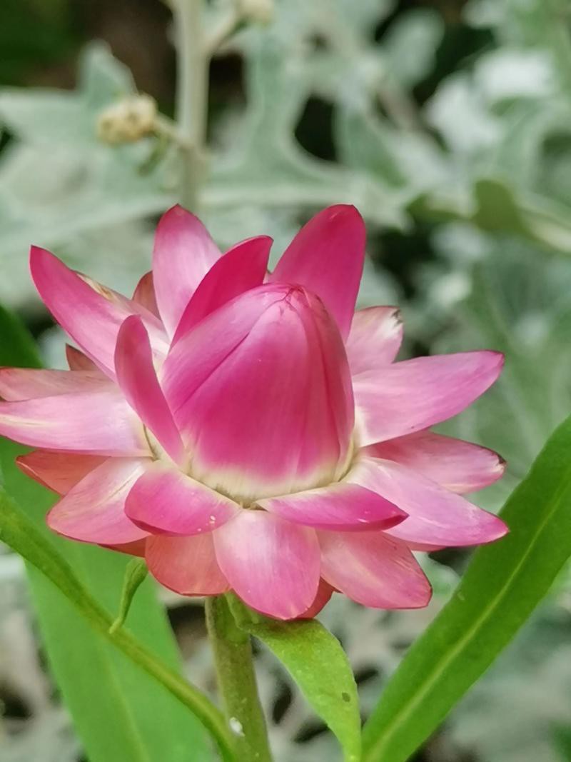 永恒之花